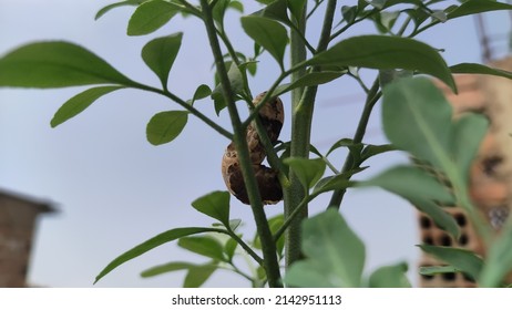 Butterfly Caterpillar Walking On A Rue Plant