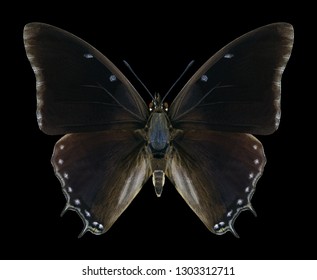 Butterfly Charaxes virilis black