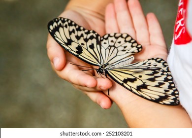 Butterfly in children's hands