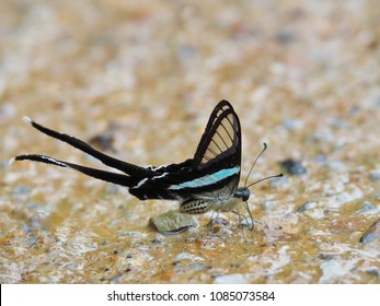 White Dragontail Butterfly Images Stock Photos Vectors