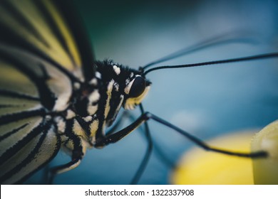 Butterfly close up