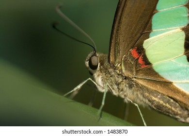 Butterfly close up