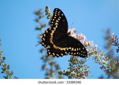 Butterfly up close