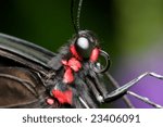 butterfly closed up
