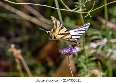 A Butterfly The Flambé Close-up