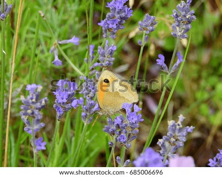 Similar – Ox-eye daisy on flowering lavender