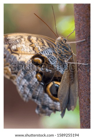 Similar – weiße punkte Schmetterling