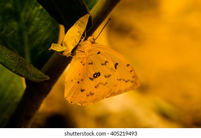 Butterfly Cocoon