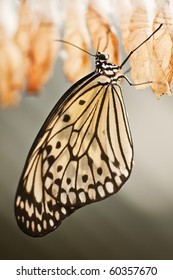 Butterfly With Cocoon Close Up