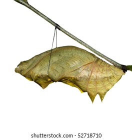 Butterfly Cocoon Isolated