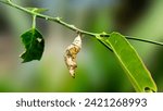 Butterfly cocoons close up. Butterfly cocons hanging on a lemon tree. Pupa or chrysalis - caterpillar - kepompong. Butterfly cocoons on blur background.