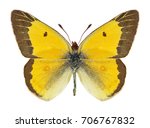 Butterfly Colias eurytheme (male) on a white background