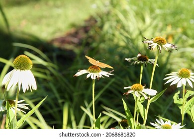 A butterfly collecting nectar on the camomile with a natural blurred background. Selective focus. High quality photo
