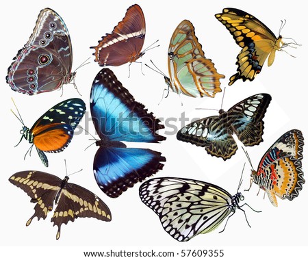 Butterfly Collection