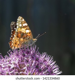 The butterfly collects nectar from a flower of a decorative bulb.