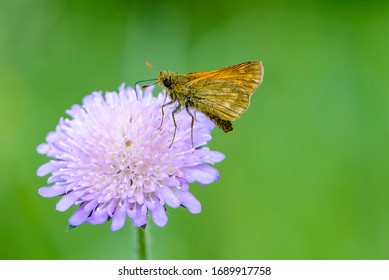 Butterfly Collects Nectar On The Flower Of The Gypsy Rose