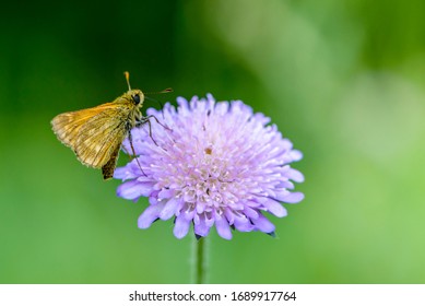 Butterfly Collects Nectar On The Flower Of The Gypsy Rose