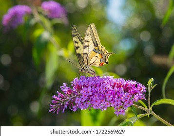 Butterfly Collects Pollen From Flowers In The Garden