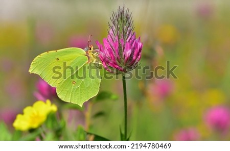 butterfly color gonepteryx rhamni  yellow