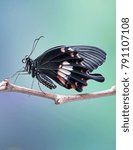 Butterfly : Common Mormon (Papilio polytes) a common species of Swallowtail butterfly widely distributed across Asia. Selective focus, blurred nature background. (Female Mormon butterfly) Copy space