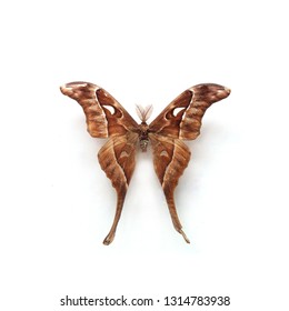 Butterfly Coscinocera Anteus Papua Indonesia - Shutterstock ID 1314783938