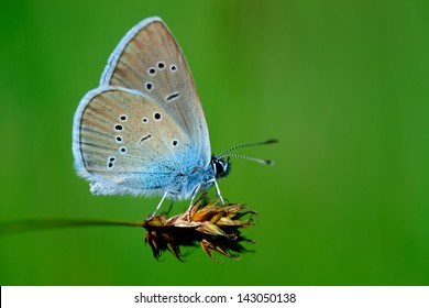 Butterfly Cupido Minimus