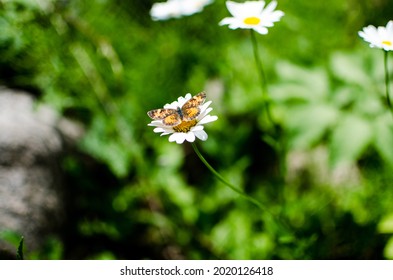 Butterfly And Daisies At Duck Mountain Provincial Park, Manitoba, Canada