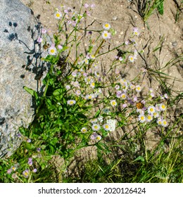 Butterfly And Daisies At Duck Mountain Provincial Park, Manitoba, Canada