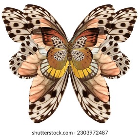 Butterfly decorated with baroque ornament pattern