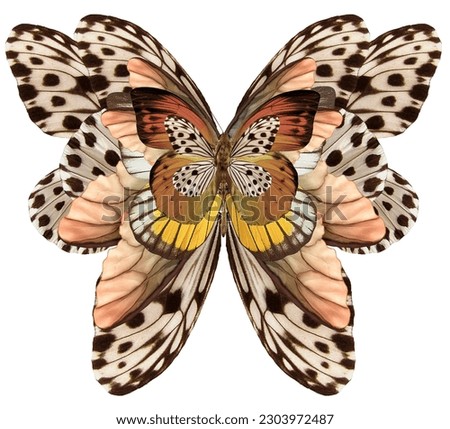 Butterfly decorated with baroque ornament pattern