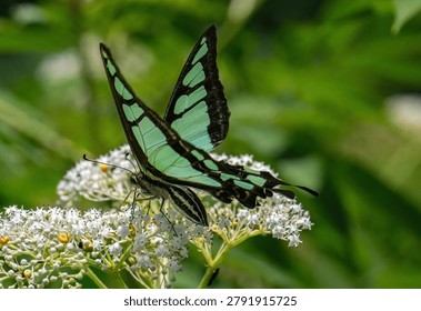 A butterfly is drinking nectar