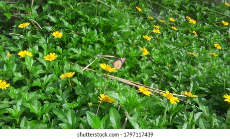 Butterfly Eat Honey In Flowers.butter Fly Wings Very Colour Full And Beautyful