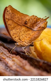 Butterfly Eating Banane. One Male Vindula Dejone. Side View Of Malay Cruiser.