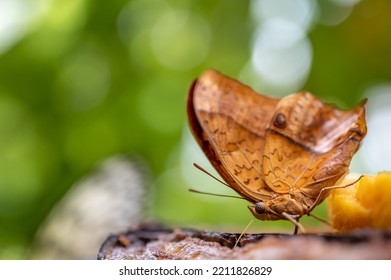 Butterfly Eating Banane. One Male Vindula Dejone. Side View Of Malay Cruiser.