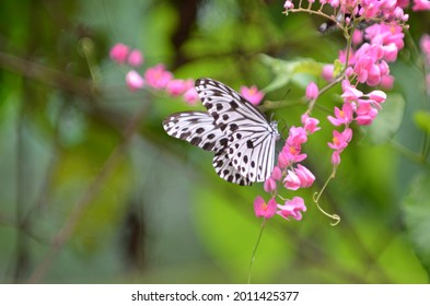 A Butterfly Eating Nectar From Flowers. Selective Focus Points. Blurred Background