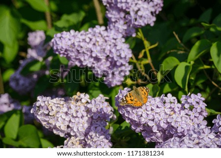 Butterfly eating nectar of lilac flowers in a field