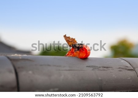 A butterfly eating sweet persimmons that fell on the fence.