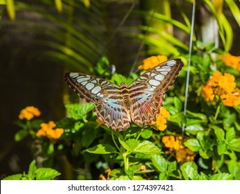 The Butterfly Effect Is The Sensitive Dependence On Initial Conditions In Which A Small Change In One State Of A Deterministic Nonlinear System Can Result In Large Differences In A Later State.