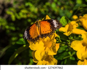 The Butterfly Effect Is The Sensitive Dependence On Initial Conditions In Which A Small Change In One State Of A Deterministic Nonlinear System Can Result In Large Differences In A Later State.