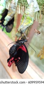 Butterfly Emerging From Cacoon