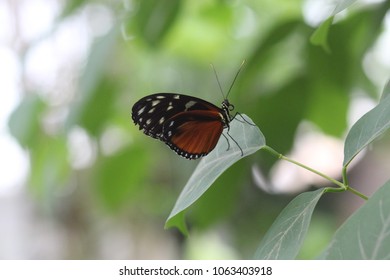 Butterfly Enjoying The Peace On A Leave While Washing There Feets