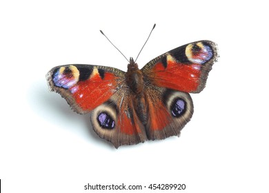 6,220 European peacock butterfly Images, Stock Photos & Vectors ...