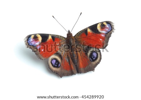 Butterfly - European Peacock (Inachis io)  isolated on white background