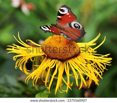 Butterfly, European peacock sits on the plant heart-leaved oxeye