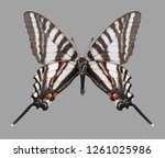Butterfly Eurytides marcellus (underside) on a gray background