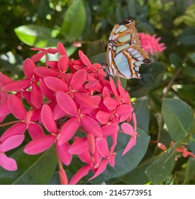 Butterfly farm visit in Aruba
