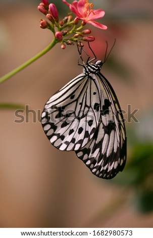 Similar – baumnymphe Schmetterling