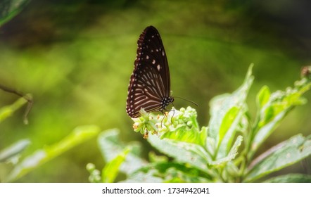 Butterfly feeding on nectar from flowers.