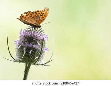 Butterfly Feeding On Teasel Flower