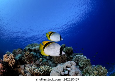 Butterfly Fish